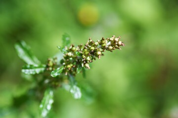 Shiny cudweed (Gamochaeta coarctata). Asteraceae perennial plant.