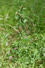 Shiny cudweed (Gamochaeta coarctata). Asteraceae perennial plant.