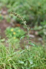 Shiny cudweed (Gamochaeta coarctata). Asteraceae perennial plant.