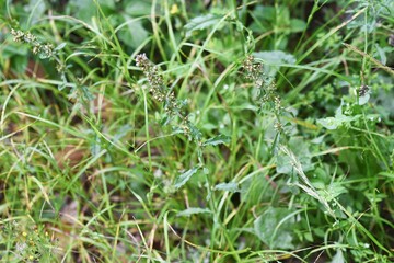 Shiny cudweed (Gamochaeta coarctata). Asteraceae perennial plant.