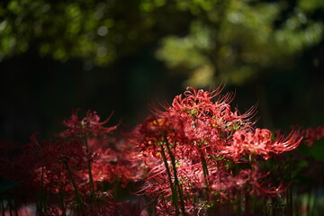 Red Flowers of Lycoris radiata in Full Bloom
