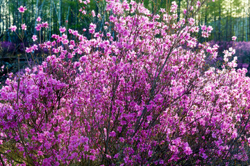 The azalea is in full bloom in May in Dahl marina national forest park.