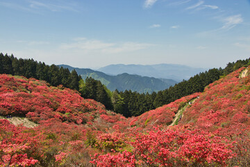 奈良県　葛城山の満開のつつじ