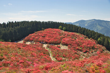 奈良県　葛城山の満開のつつじ