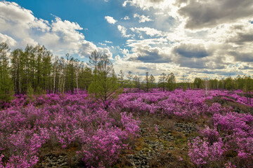 Obraz premium The azalea is in full bloom in May in Dahl marina national forest park.