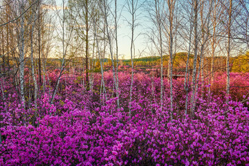 The azalea is in full bloom in May in Dahl marina national forest park.