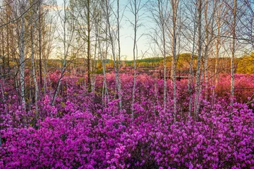 Fototapeten Azalee The azalea is in full bloom in May in Dahl marina national forest park.  © 孝通 葛