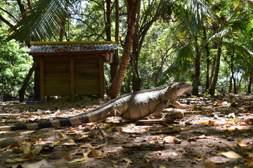 Iguana caminando por la granja en búsqueda de sol