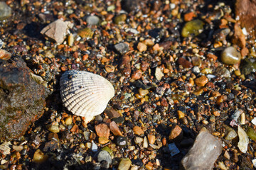 Conchas en la orilla del mar