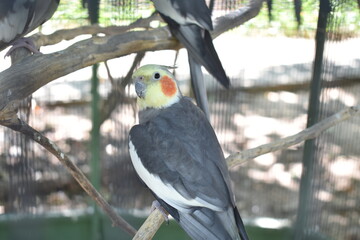 Ave colorida mirando a la cámara para una foto casual