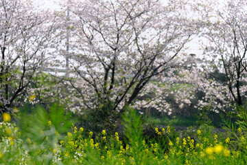 Fototapeta na wymiar のどかな田舎道の桜と菜の花の春