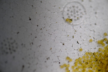 右下に集まる金魚の黄色い卵