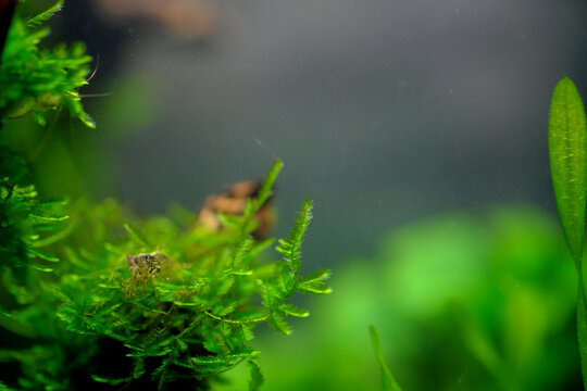 水草が活きる水中のウィローモス