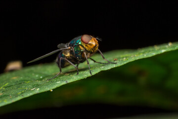 fly on leaf
Mosca en hoja