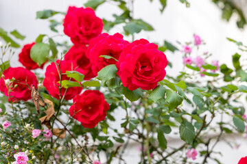 京都ぶらり、赤とピンクのツルバラ