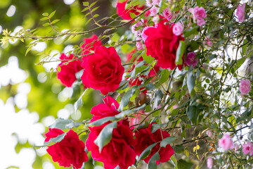 京都ぶらり、赤とピンクのツルバラ