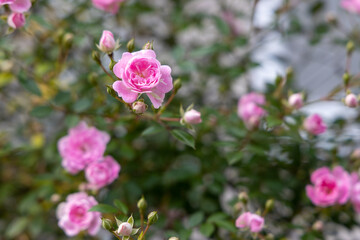 京都ぶらり、赤とピンクのツルバラ