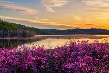 Fototapeta premium The azalea is full bloom in the lakeside sunrise.