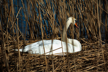 łabędź niemy 