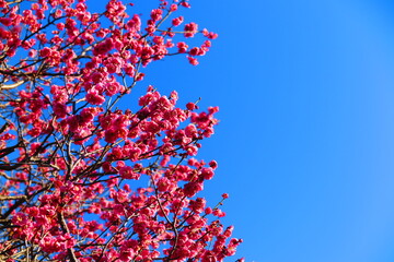 快晴の青空と公園に咲く満開の紅梅の風景9