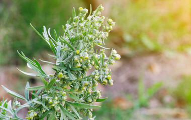 Wormwood (Artemisia Absinthium) plant starting to flowering with green blurred background and sunlight coming from the right - obrazy, fototapety, plakaty