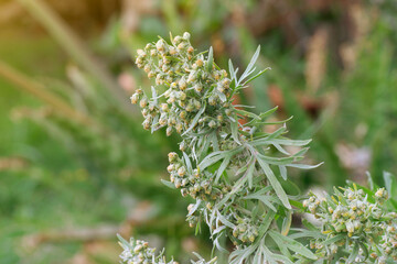 Wormwood (Artemisia Absinthium) plant starting to flowering with green blurred background and sunlight coming from the left. - obrazy, fototapety, plakaty