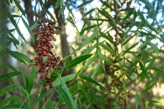 Peruvian pepper tree (Schinus Molle) Aguaribay. Close up view of a cluster of ripe berries.