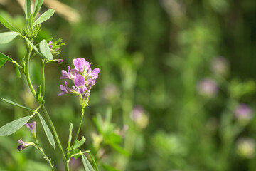Alfalfa flower in bloom