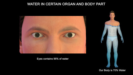Percentage of water in our organs and body parts - Eyes