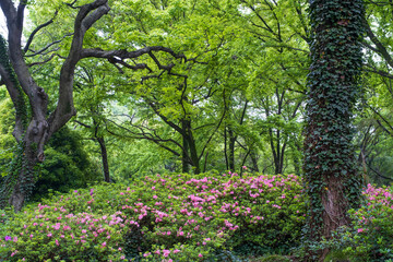 Early spring scenery of Moshan Rhododendron Garden in East Lake, Wuhan, Hubei, China