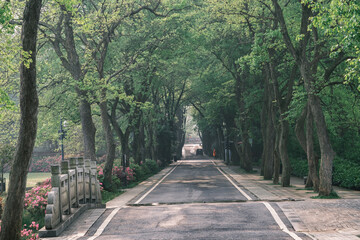 Early spring scenery of Moshan Rhododendron Garden in East Lake, Wuhan, Hubei, China