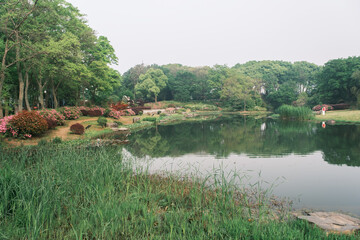 Early spring scenery of Moshan Rhododendron Garden in East Lake, Wuhan, Hubei, China