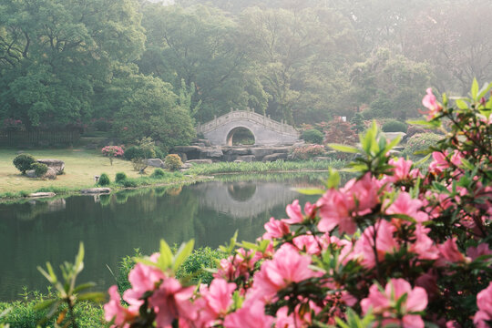 Early spring scenery of Moshan Rhododendron Garden in East Lake, Wuhan, Hubei, China