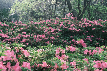 Early spring scenery of Moshan Rhododendron Garden in East Lake, Wuhan, Hubei, China