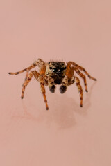 Araña tierna del genero Mexigonus 