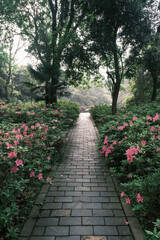 Early spring scenery of Moshan Rhododendron Garden in East Lake, Wuhan, Hubei, China