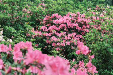 Early spring scenery of Moshan Rhododendron Garden in East Lake, Wuhan, Hubei, China