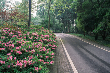 Early spring scenery of Moshan Rhododendron Garden in East Lake, Wuhan, Hubei, China