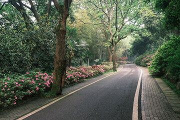 Early spring scenery of Moshan Rhododendron Garden in East Lake, Wuhan, Hubei, China