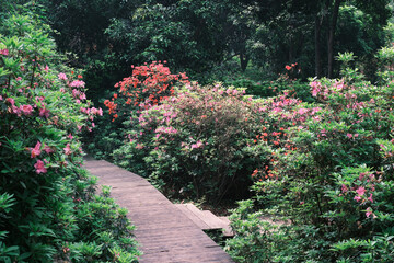 Early spring scenery of Moshan Rhododendron Garden in East Lake, Wuhan, Hubei, China