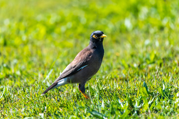 Indian Myna Bird