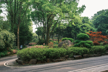 Early spring scenery of Moshan Rhododendron Garden in East Lake, Wuhan, Hubei, China