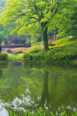 Fototapeta na wymiar Early spring scenery of Moshan Rhododendron Garden in East Lake, Wuhan, Hubei, China