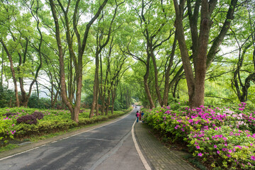 Fototapeta na wymiar Early spring scenery of Moshan Rhododendron Garden in East Lake, Wuhan, Hubei, China