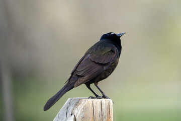 Common grackle bird or Quiscalus quiscula perched on fence post looking at sky bird watching a bird flying overhead