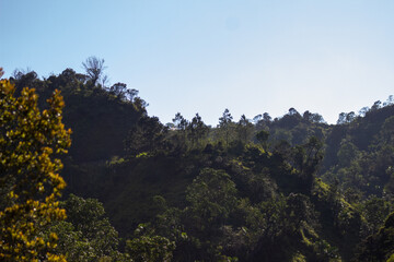 Fototapeta premium landscape with trees