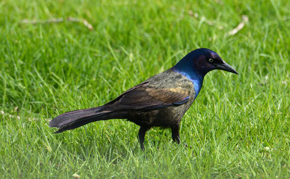 Common grackle bird or Quiscalus quiscula in springtime green grass