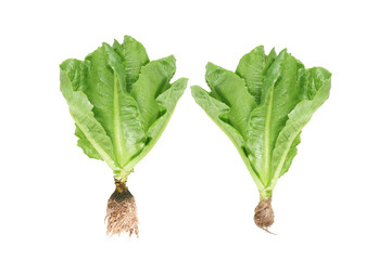 Lettuce nontoxic organic isolated on white