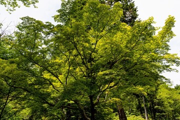 Fototapeta premium イロハモミジ