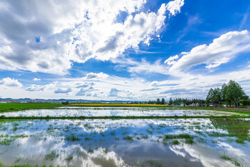 夏空と歩きたくなるような懐かしい道。